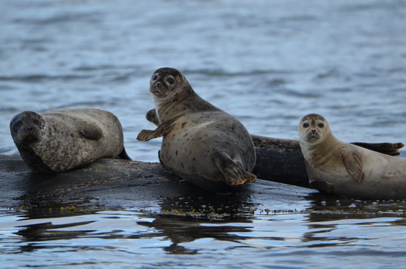 Archipelago Cruise with Seal watching