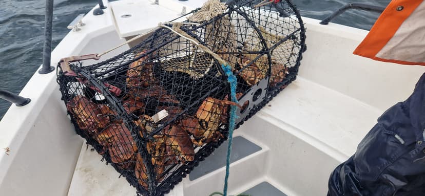 Lobster fishing